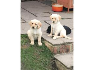 Beautiful Labradoodle Puppies FOR SALE ADOPTION