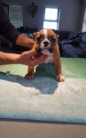 Bulldog Puppies for sale FOR SALE ADOPTION
