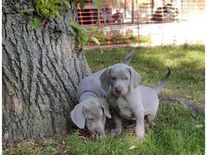 Energetic Weimaraner Puppies Available FOR SALE ADOPTION
