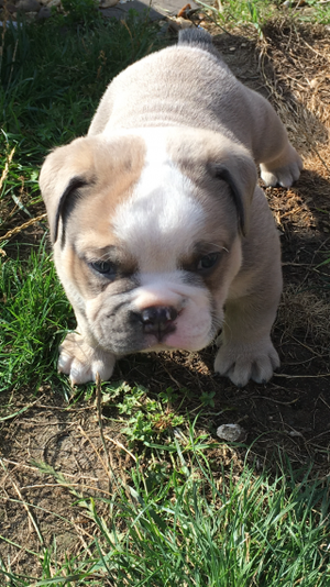 Lilac Olde Tyme English Bulldog Puppy s Ready Now FOR SALE ADOPTION