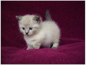 Munchkin Kittens Registered for Re Homing FOR SALE ADOPTION