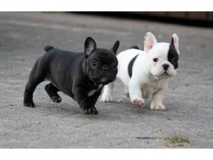 Outstanding French Bulldog Puppies Ready FOR SALE ADOPTION
