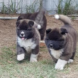 Purebred Akita Puppies available now FOR SALE ADOPTION