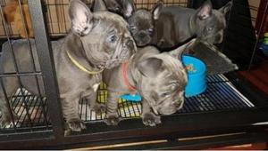 Purebred French Bulldog Puppies For Sale FOR SALE ADOPTION