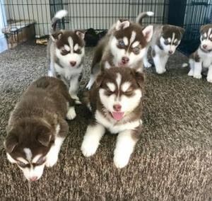 Sweet Siberian Husky Puppies ready now FOR SALE ADOPTION