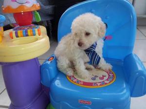 Toy Poodle puppies FOR SALE ADOPTION