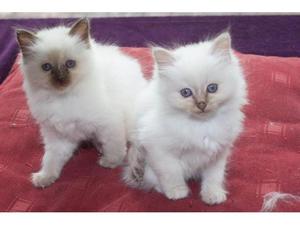 lovely and Wise Birman Kitten Available FOR SALE ADOPTION