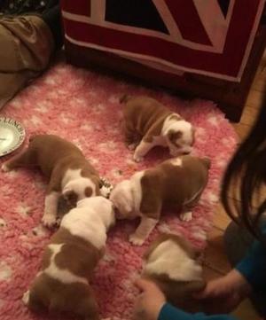 Adorable English bulldog Puppies ready for a new loving home FOR SALE ADOPTION