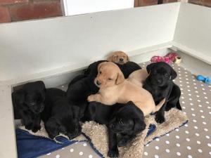 Beautiful Black Yellow Labrador Pups available now FOR SALE ADOPTION