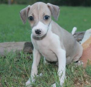 Italian Greyhound puppies FOR SALE ADOPTION