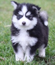 Male and Female Pomsky puppies FOR SALE ADOPTION