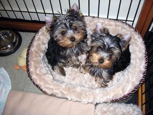 Yorkie puppies for adoption FOR SALE ADOPTION