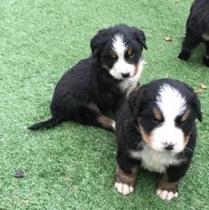 Beautiful Bernese Mountain Puppies for re homing FOR SALE ADOPTION