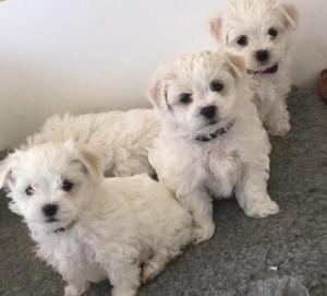 Cute and Adorable Maltese babies available and ready to join new families FOR SALE ADOPTION