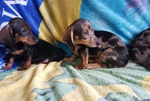 Mini Dachshund puppies available now FOR SALE ADOPTION