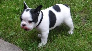 Absolutely beautiful French bulldog puppies for sale FOR SALE ADOPTION