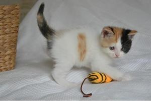 Beautiful Exotic shorthair kittens available to go home now FOR SALE ADOPTION