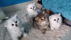 Lovely Persian Kittens looking for new and lovely homes FOR SALE ADOPTION