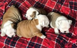 Quality litter of British bulldog puppies for new and lovely homes FOR SALE ADOPTION