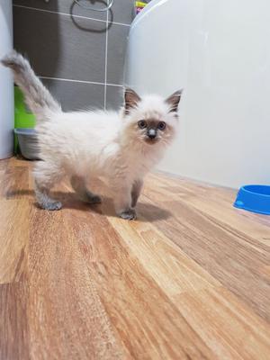 lovely male and female ragdoll kittens for sale FOR SALE ADOPTION