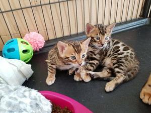 Bengal Kittens For Adoption FOR SALE ADOPTION