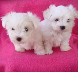 Maltese Puppies For Adoption FOR SALE ADOPTION