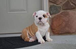 English Bulldog Puppies For Adoption WANTED