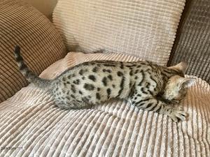 Fantastic Bengal Kittens For Adoption Ready For Good Home FOR SALE ADOPTION