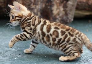 Incredible Bengal Kittens For Adoption Ready For Good Home FOR SALE ADOPTION