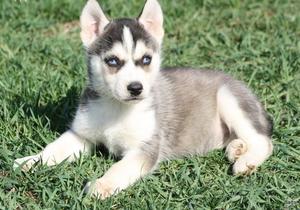 Lovely Husky Puppies For New Homes FOR SALE ADOPTION