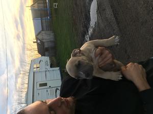 PR UKC reg pitbull puppies FOR SALE ADOPTION