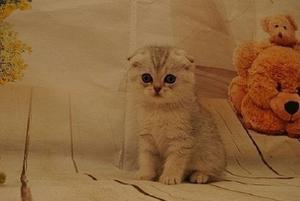 Cute Awesome Male and female Scottish Fold FOR SALE ADOPTION