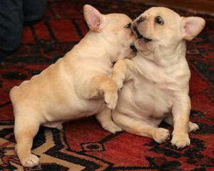 French Bulldog Puppies For Adoption FOR SALE ADOPTION