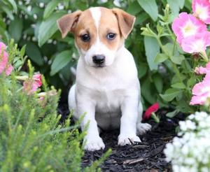 Jack Russell Terrier Puppies For Adoption FOR SALE ADOPTION