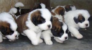Lovely Saint Bernard Puppies FOR SALE ADOPTION