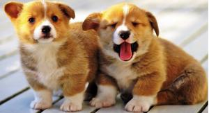 Pembroke Welsh Corgi Puppies For Adoption FOR SALE ADOPTION