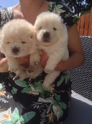 Sweet Chow Chow Puppies FOR SALE ADOPTION