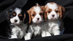Sweetest Ever Cavalier King Charles Puppies FOR SALE ADOPTION