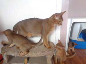 ABYSSINIAN KITTENS FOR SALE ADOPTION