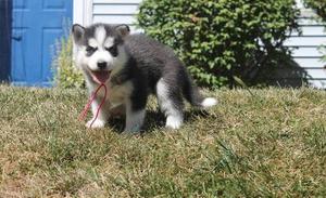 Best ever Siberian Husky Puppies FOR SALE ADOPTION