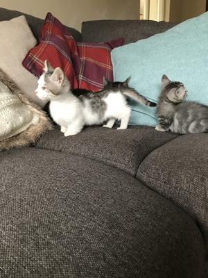 Six Munchkin kittens FOR SALE ADOPTION