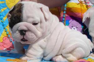 English bulldog puppies 7 FOR SALE ADOPTION