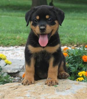 Rottweiler Puppies For Adoption FOR SALE ADOPTION