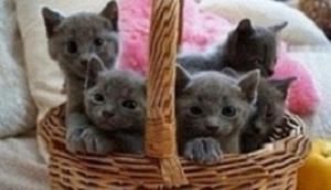 Russian Blue Kittens for good home FOR SALE ADOPTION