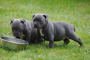 Solid Silver Blue Staff Puppies FOR SALE ADOPTION