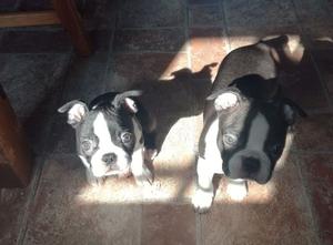 Adorable Boston Terriers FOR SALE ADOPTION