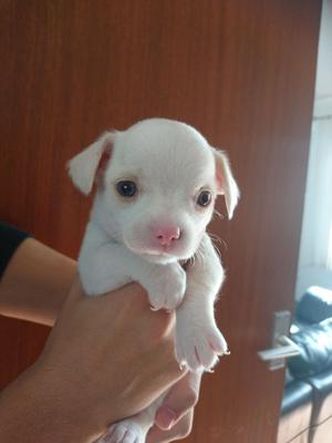 Beautiful Chihuahua Pups FOR SALE ADOPTION