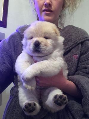 Chow Chow Puppies All Secured FOR SALE ADOPTION