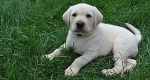 Labrador Retriever Puppies For Adoption FOR SALE ADOPTION