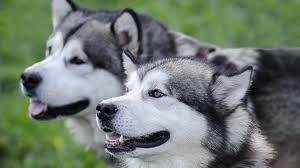 Alaska Malamute Pups FOR SALE ADOPTION